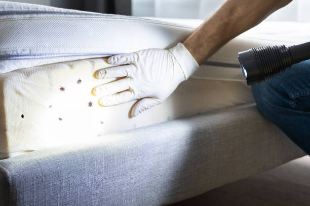 Reliable Gloucester Point, VA Pest Control Solutions